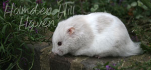 Mirage- Silver Dove Tortoiseshell and White (Banded) Longhaired